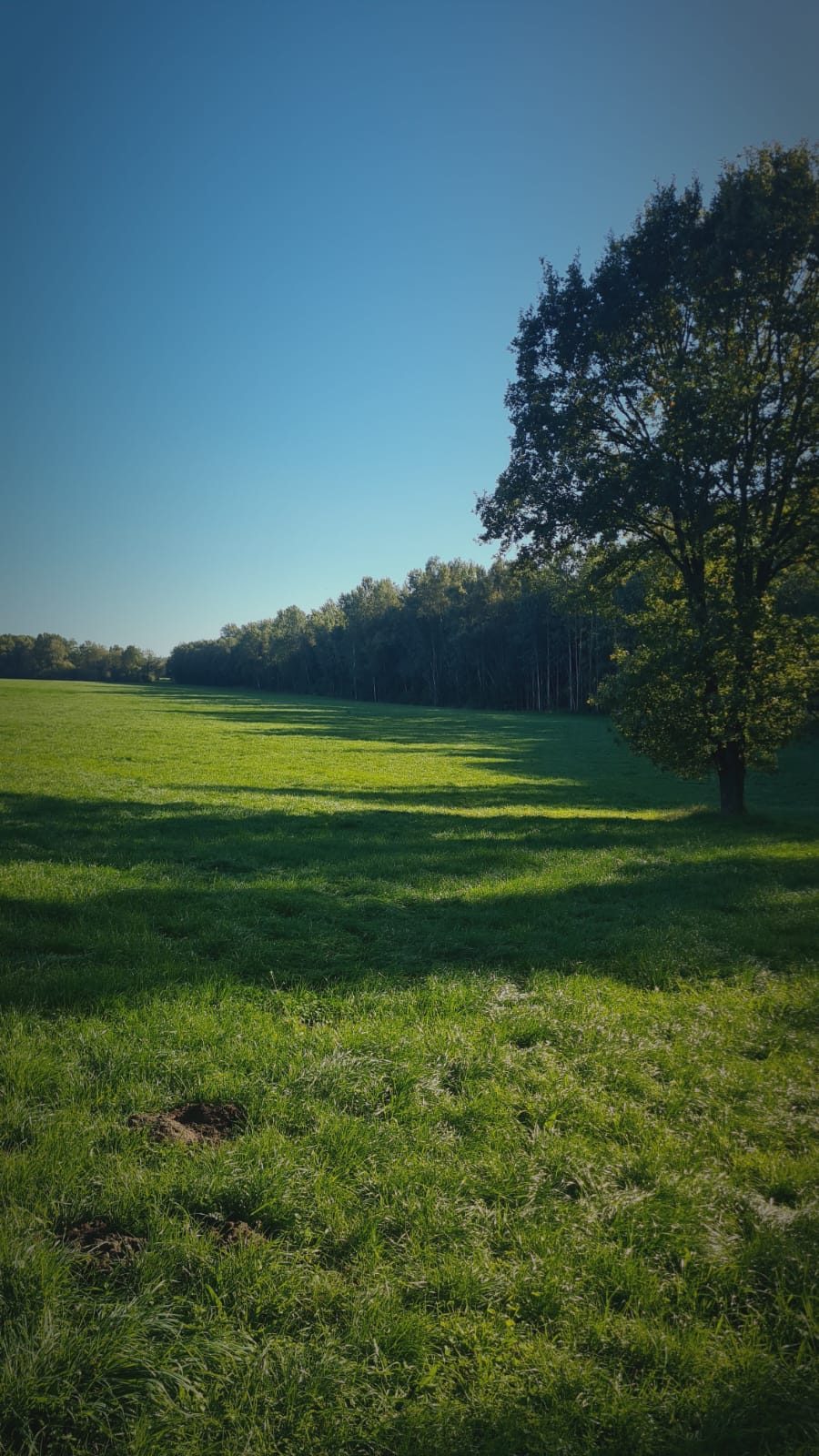 Schöner Wiesenblick