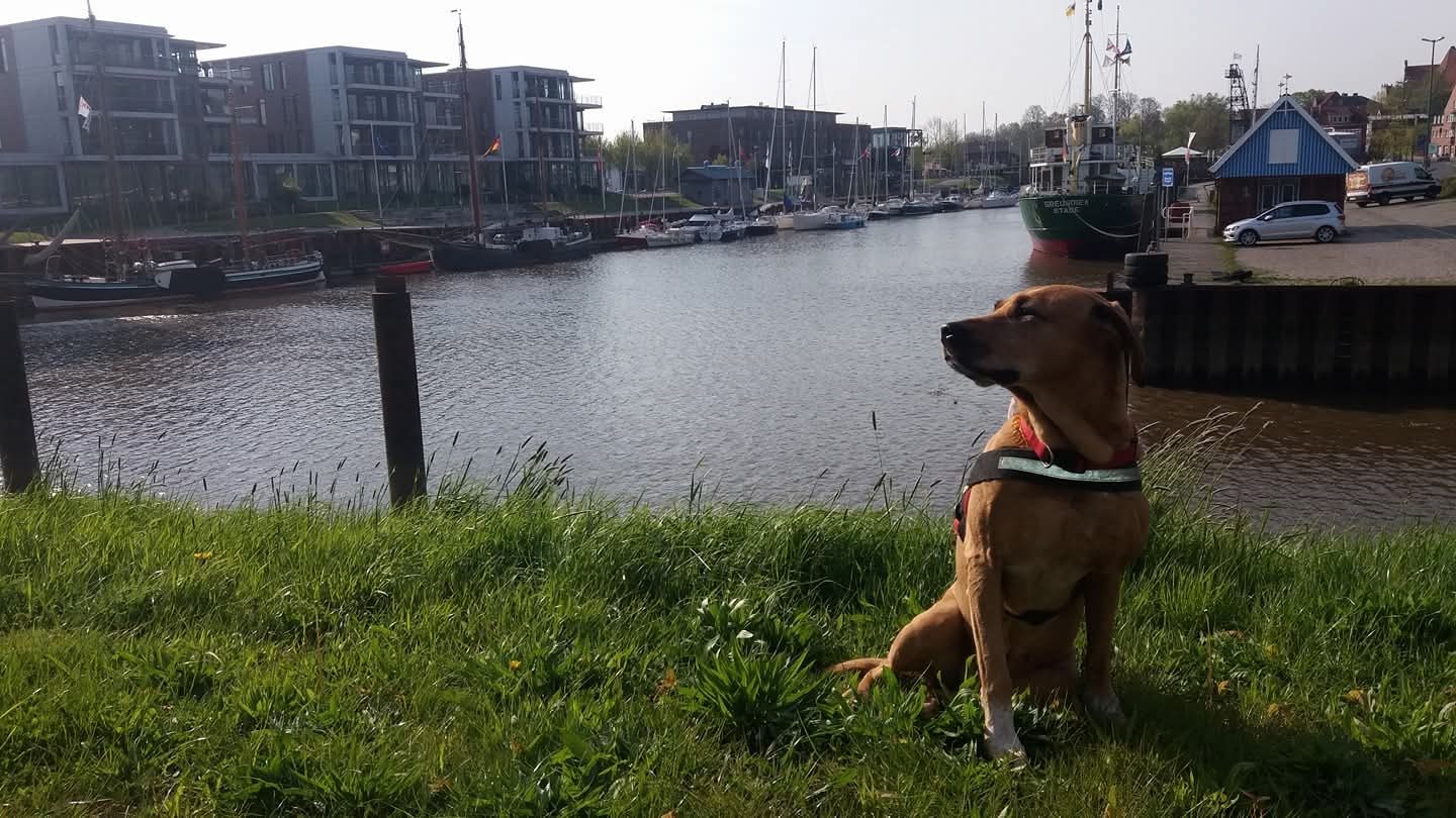 Unser toller Hafen mit den vielen schönen Schiffen.
