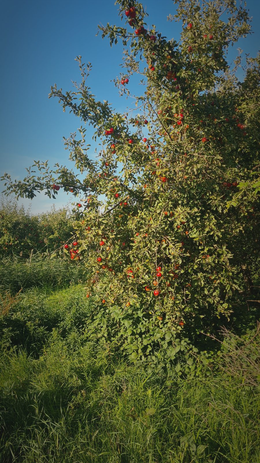 Obstbau im Alten Land