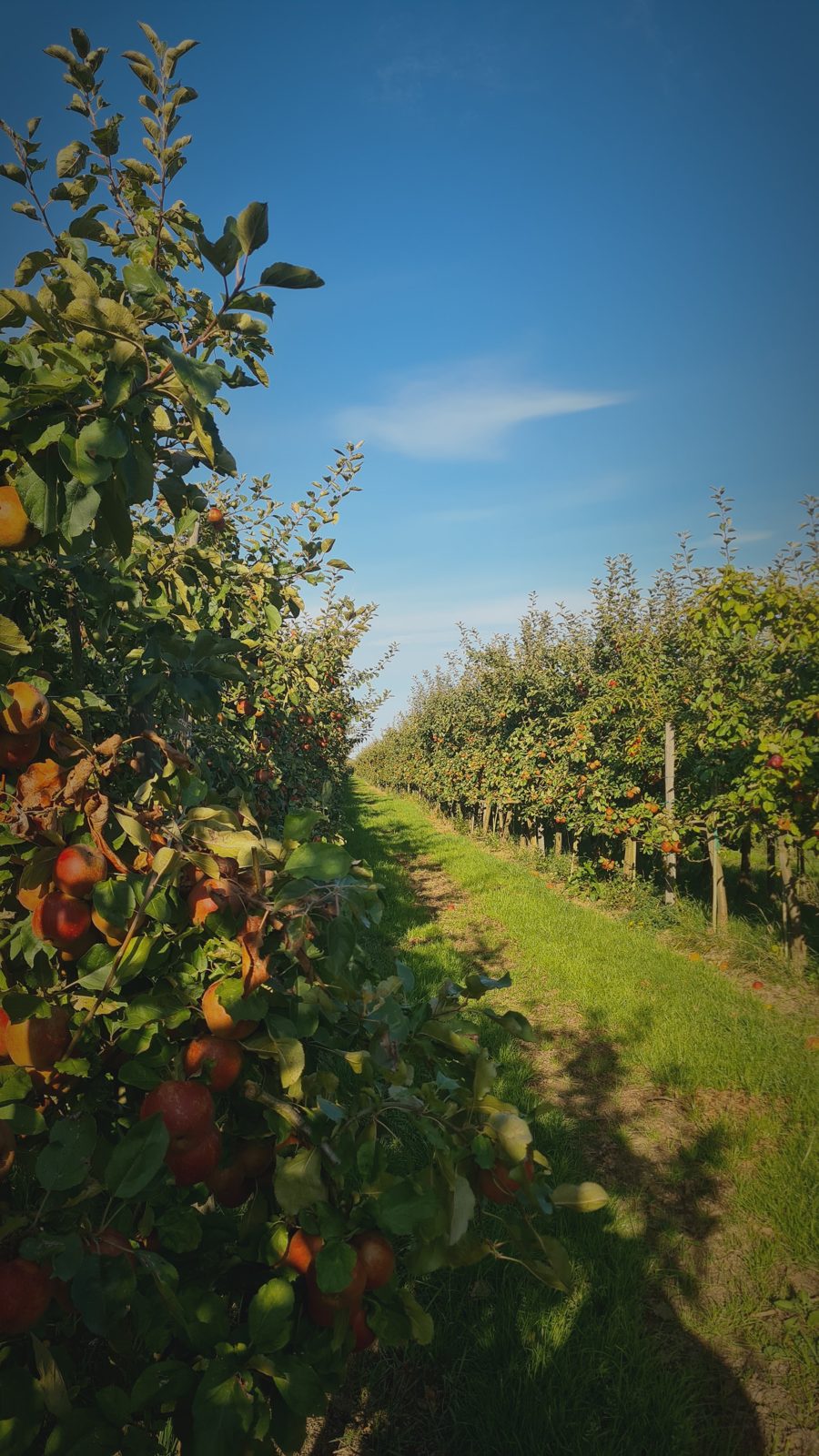 Obstbau im Alten Land